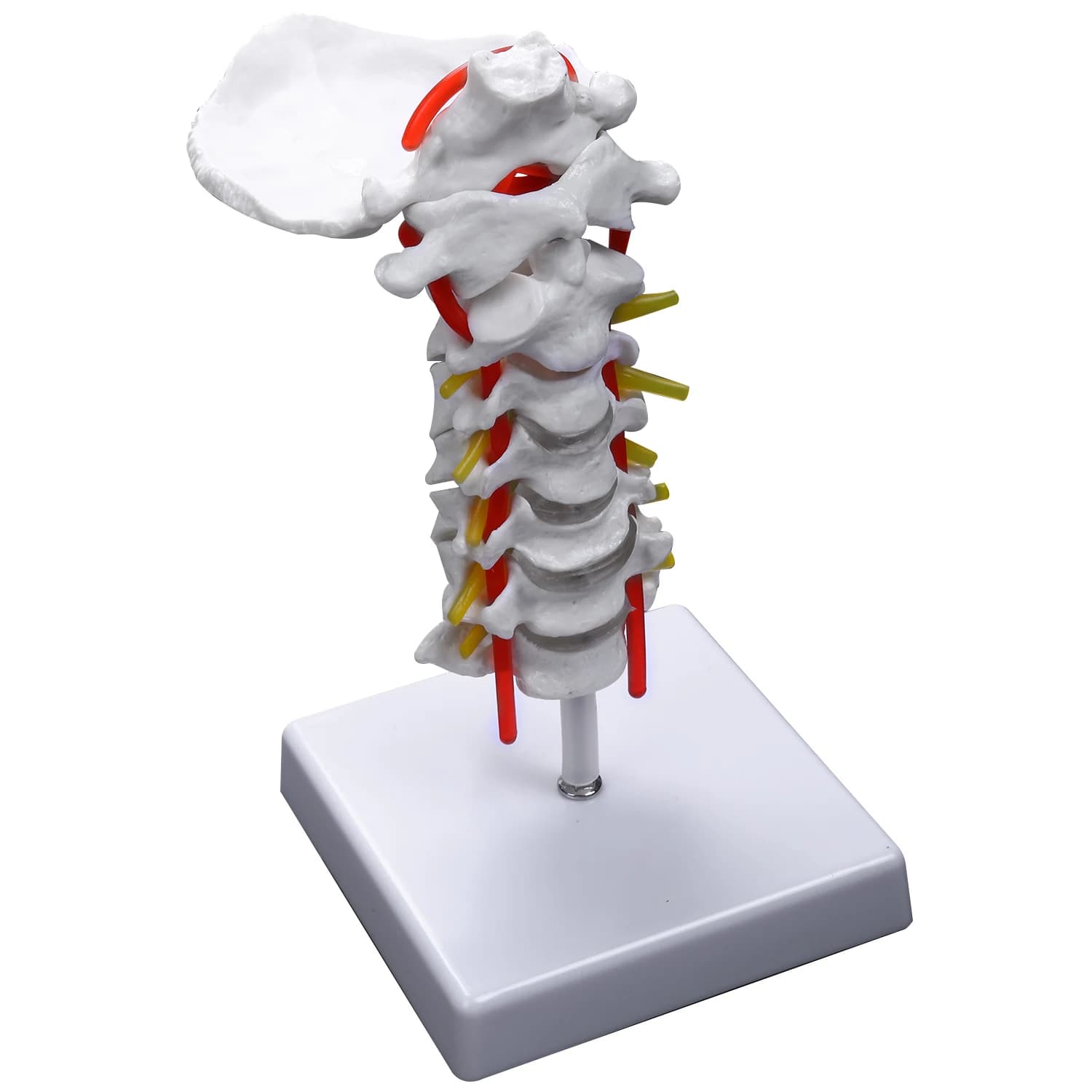 Modèle anatomique de la colonne vertébrale, vertèbre cervicale, colonne vertébrale arteria, nerfs, a