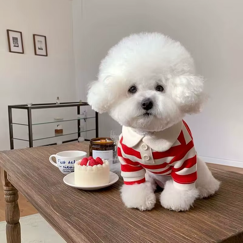 Vêtements pour chiens Schnauzer Teddy York Shire Polo Robe d'été T-shirt rayé pour animaux de compag