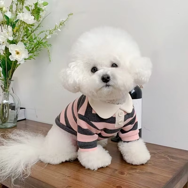 Vêtements pour chiens Schnauzer Chihuahua SARL, polo perforé, robe d'été, t-shirt rayé pour animaux 